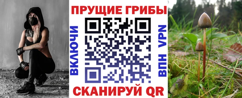 купить   omg tor  Псилоцибиновые грибы Psilocybine cubensis  Щёкино 